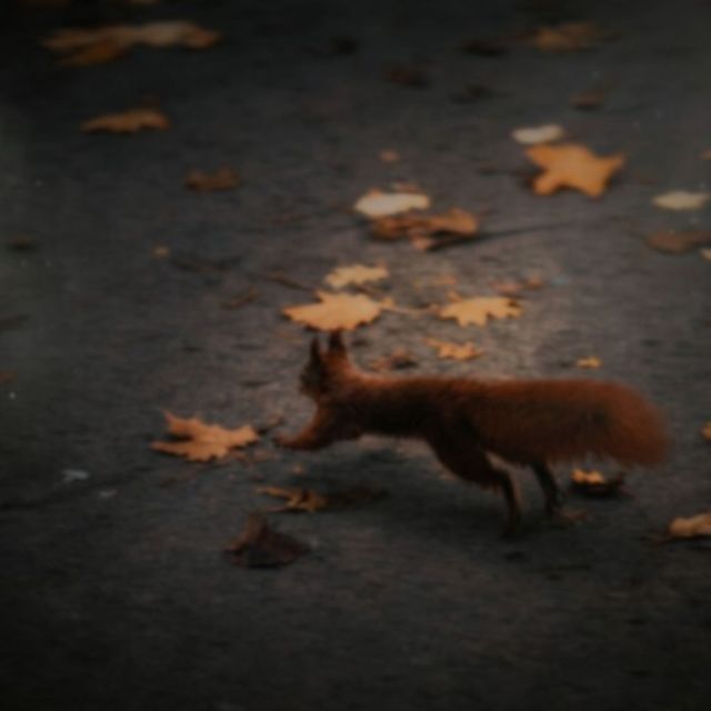 moon leaves - 'running' [Ringtone]