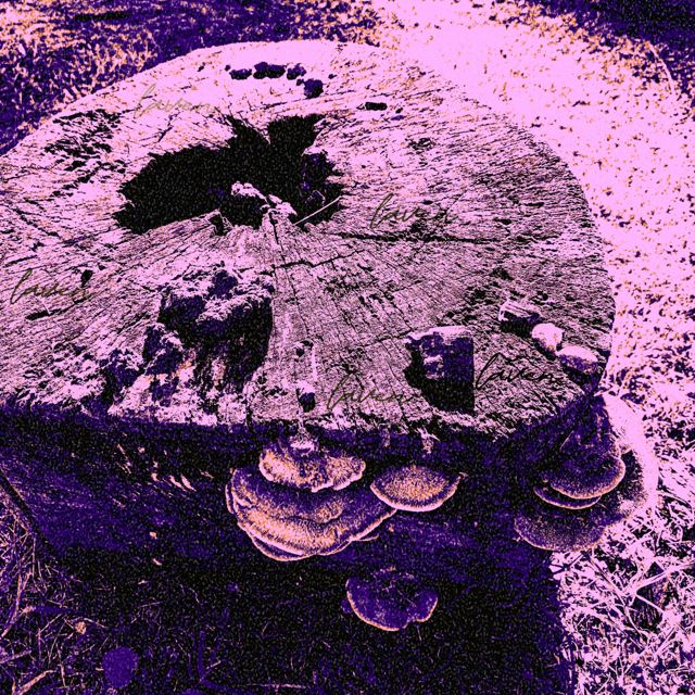 LAVEN - 'Yūgen' [Ringtone]