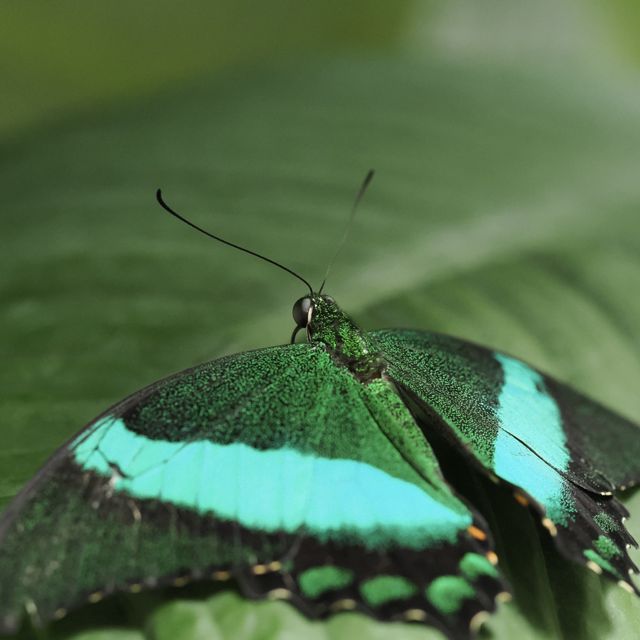 Gecko on Glass - 'Emerald swallowtail' [Ringtone]