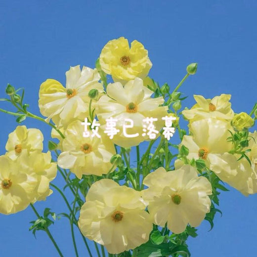 落日微笑 - '故事已落幕' [Ringtone]