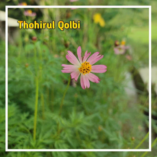 Syahrul - 'Thohirul qolbi' [Ringtone]