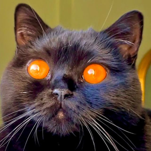 LDWMA - 'Ghost Katt' [Ringtone]