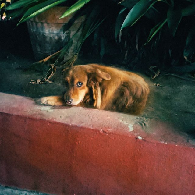 Club Nocturno - 'Maletero' [Ringtone]