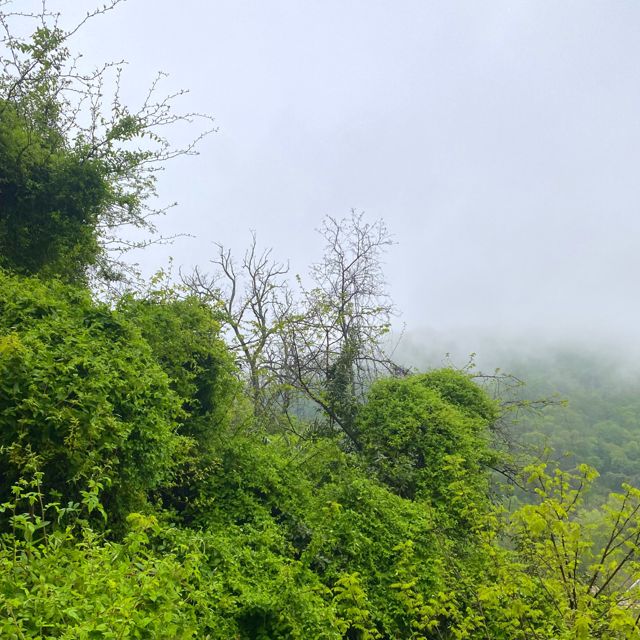 Tish' - 'Rain Over the Mountain Green' [Ringtone]