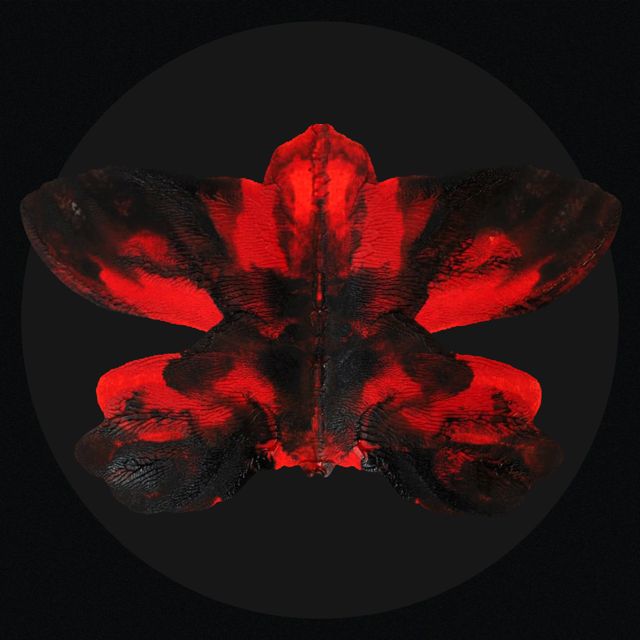 Raw Hella - 'Butterfly Effect (feat. Rubai & Agni Varan Ruhela)' [Ringtone]