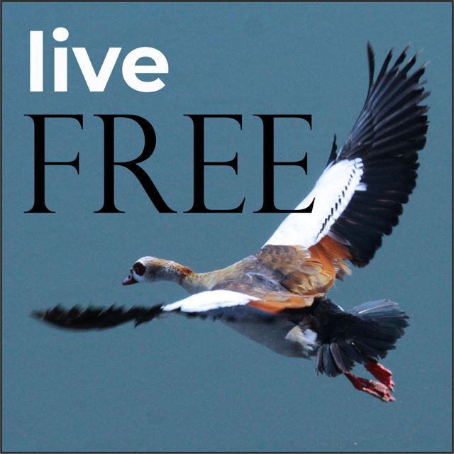 Fos4is - 'Live free' [Ringtone]