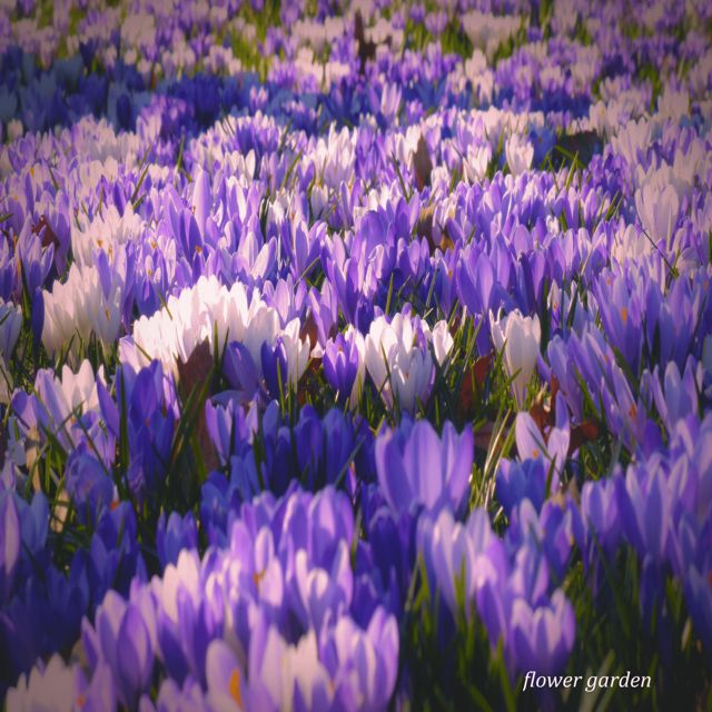 frei - 'flower garden' [Ringtone]