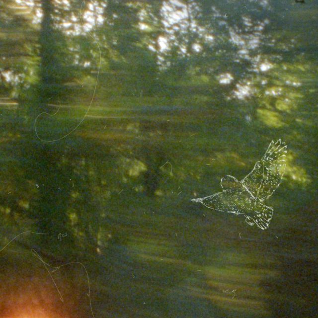 Shai Yuval - 'Snowy Owl' [Ringtone]