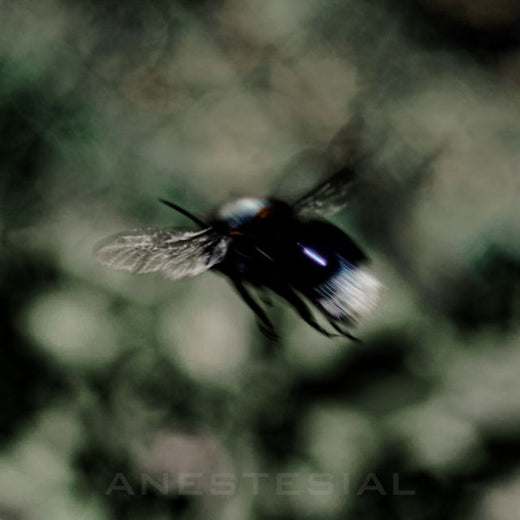 Caleb D - 'Anestesial' [Ringtone]