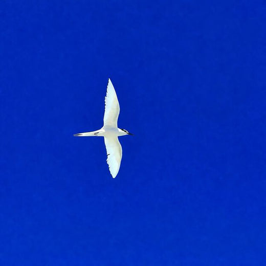 Cristhian Balcazar - 'Pace' [Ringtone]