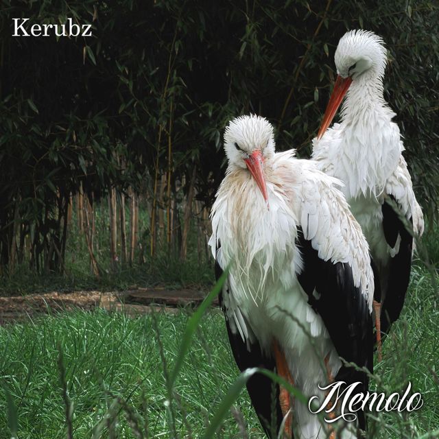 Kerubz - 'Memolo' [Ringtone]