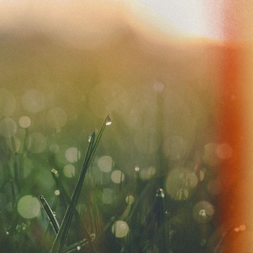 Xenia Apostolov - 'dewdrops' [Ringtone]