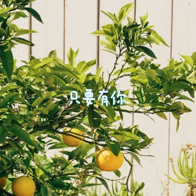 梨子芹菜 - '只要有你' [Ringtone]