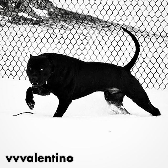 vvvalentino - 'CANE CORSO' [Ringtone]