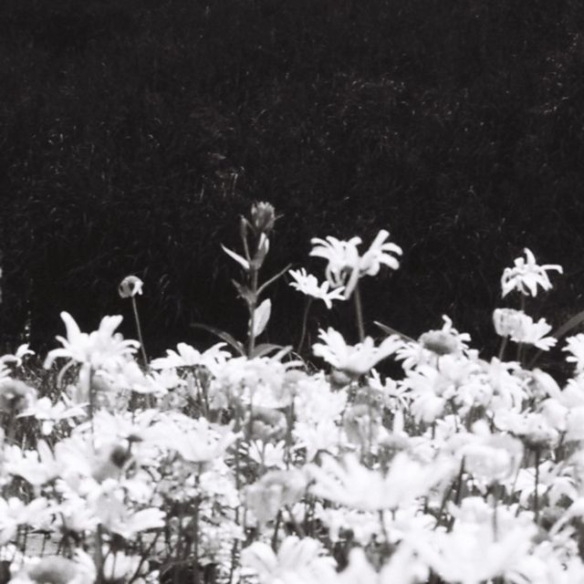 Rocco Frattasio - 'Nude Sunflower' [Ringtone]