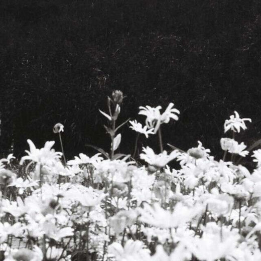 Rocco Frattasio - 'Nude Sunflower' [Ringtone]