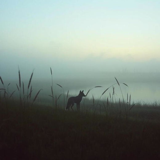 MoBa - 'Foxes in quiet' [Ringtone]