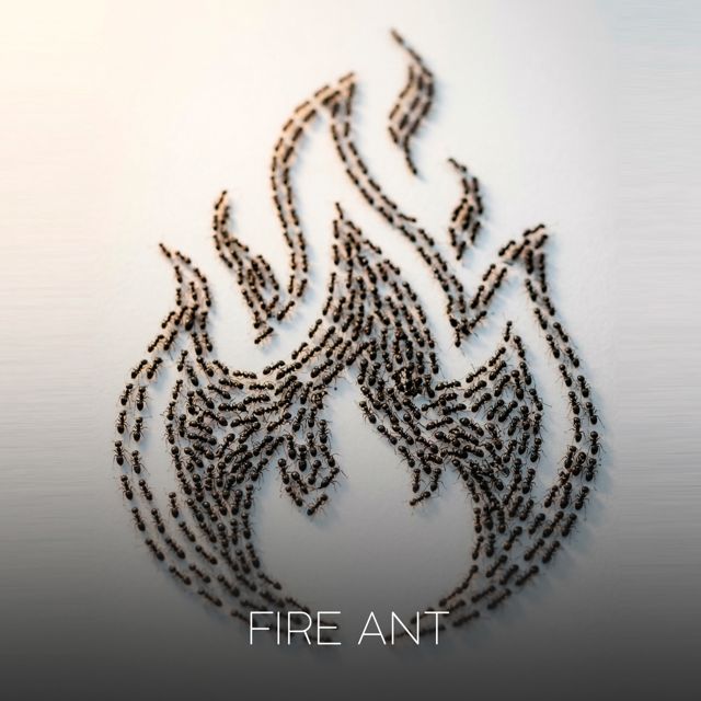 Sardellaz - 'Fire Ant' [Ringtone]