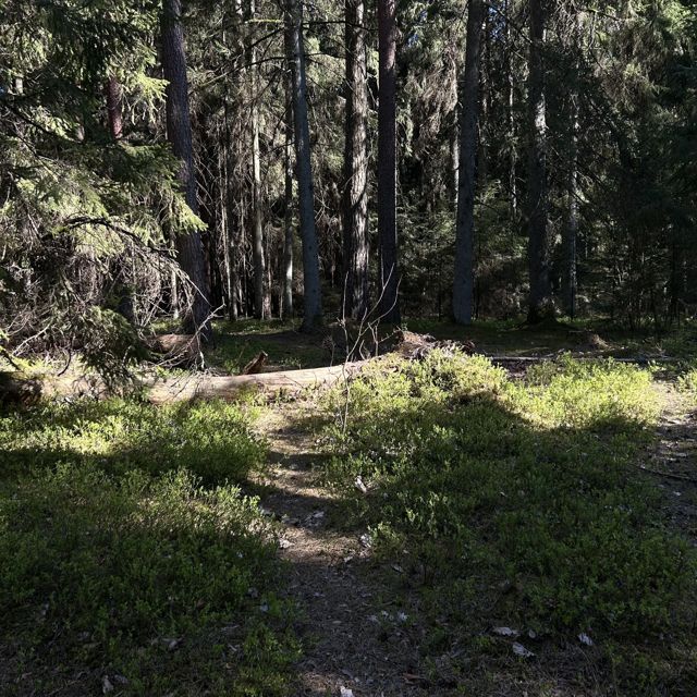 prodbydovid - 'Atsibodo' [Ringtone]