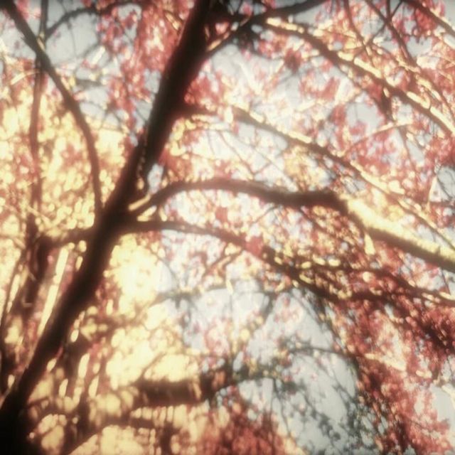 maxim - 'forgiveness' [Ringtone]