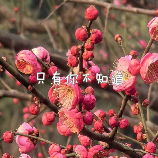 林诗曼 - '只有你不知道' [Ringtone]