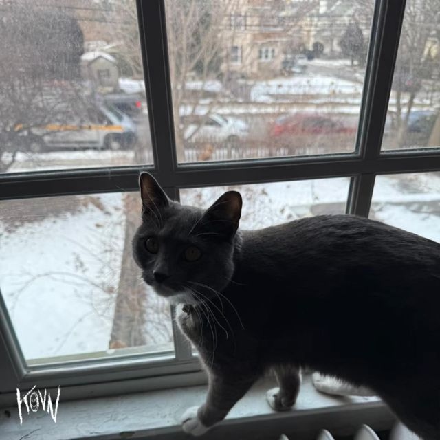 k0vn - 'HAZEL EYES' [Ringtone]