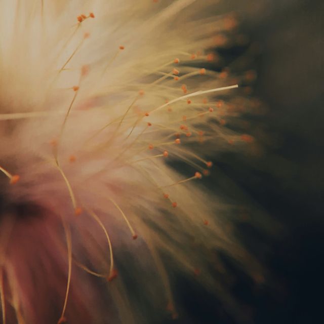 Velvet Harbor - 'Slow Bloom' [Ringtone]