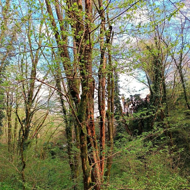 Tish' - 'Under Green Canopy (Ambient Version)' [Ringtone]