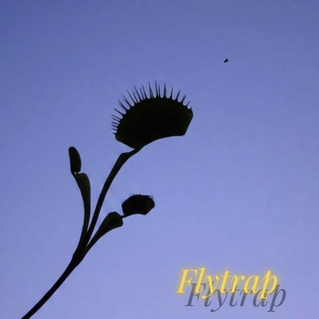 Cilla Tides - 'Flytrap' [Ringtone]