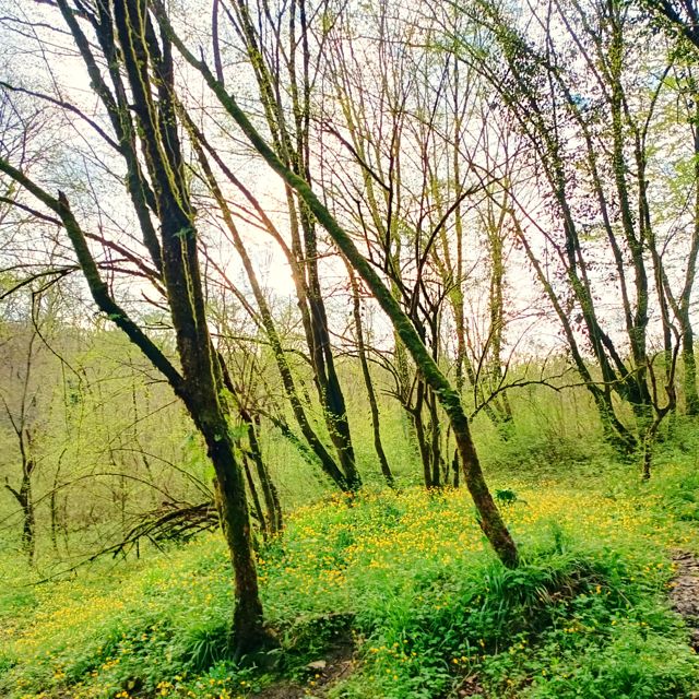 Tish' - 'Lost in Green' [Ringtone]