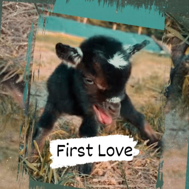 Tokek Berdasi - 'Frist Love' [Ringtone]
