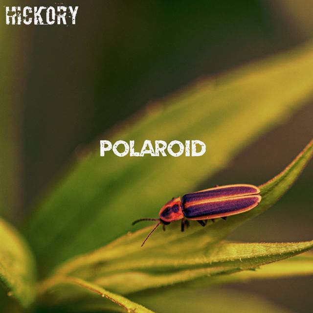 Hickory - 'Polaroid' [Ringtone]