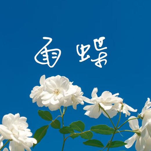 梨子芹菜 - '雨蝶 (烟嗓版)' [Ringtone]