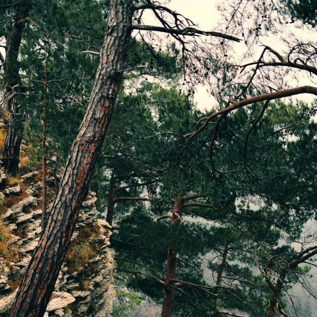 Eternal Meadows - 'The Trees Breathe Slowly - Queit Forest' [Ringtone]