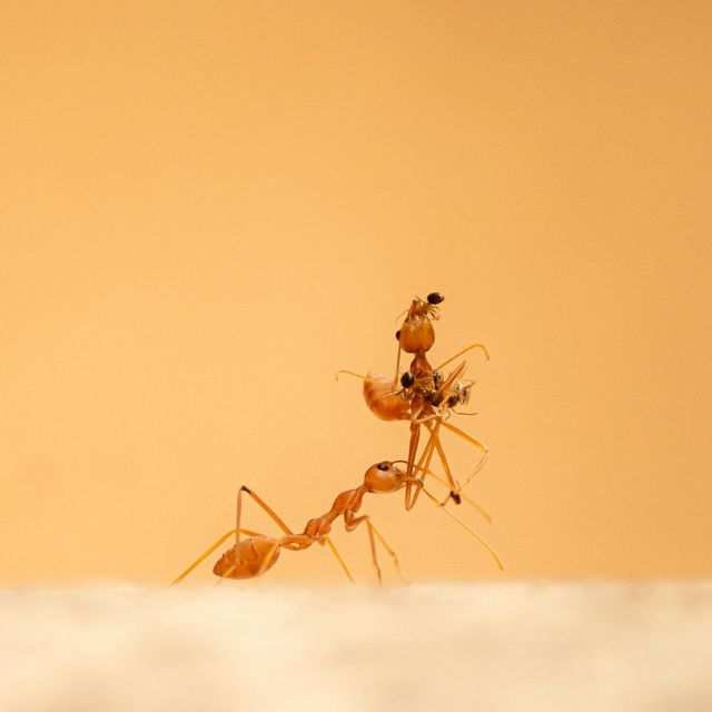 Macrogenre - 'Queen Ants Electric Winters' [Ringtone]