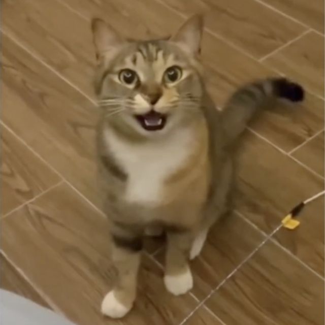 The Kiffness - 'Xylophone Cat' [Ringtone]