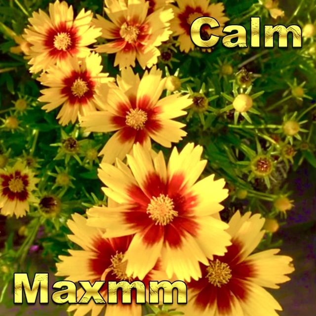 Maxmm - 'Calm' [Ringtone]