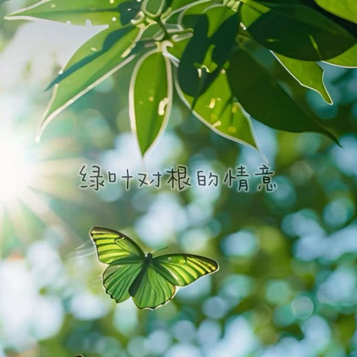 白兰滴 - '绿叶对根的情意 (来电版)' [Ringtone]