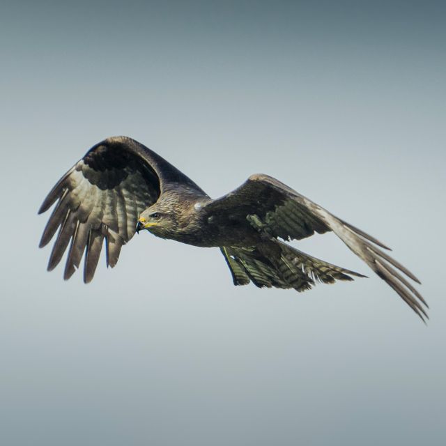Macrogenre - 'Wings Against the Twilight' [Ringtone]