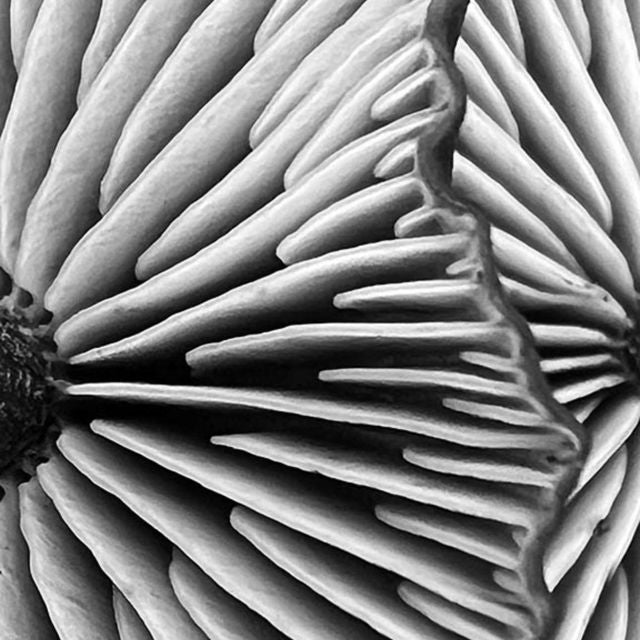 Peacewalk - 'You’re gonna be OK… just not tonight' [Ringtone]