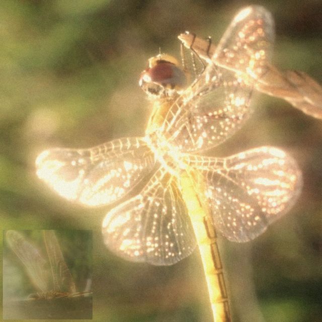 Blu Velvet - 'dragonfly' [Ringtone]