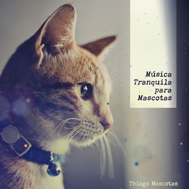 Thiago Mascotas - 'Purr Saucer' [Ringtone]