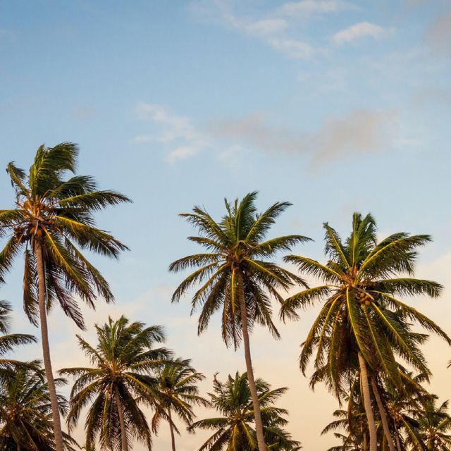 Tropical Jawns - 'Hot Shit (Marimba)' [Ringtone]