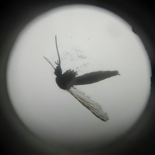 Kaaan - 'Dead or Alive' [Ringtone]
