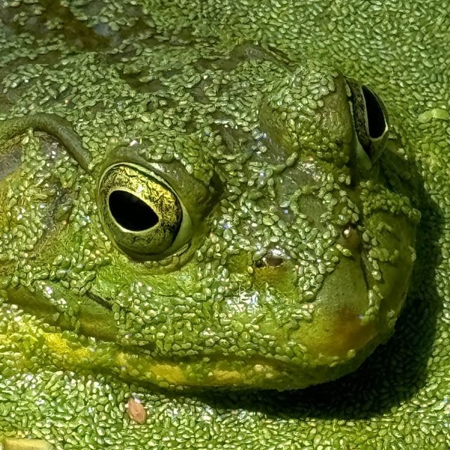 Bald Halfwit - 'TELL US AGAIN 94BPM BMIN' [Ringtone]