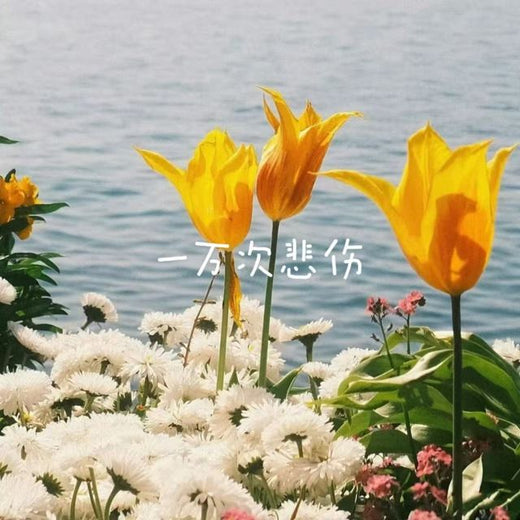 bo一霖 - '一万次悲伤' [Ringtone]