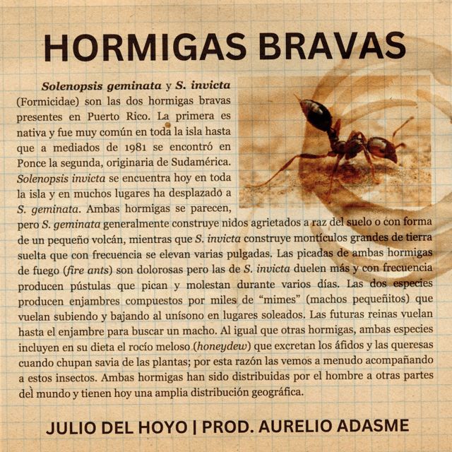 Julio Del Hoyo - 'HORMIGAS BRAVAS (feat. Aurelio Adasme)' [Ringtone]