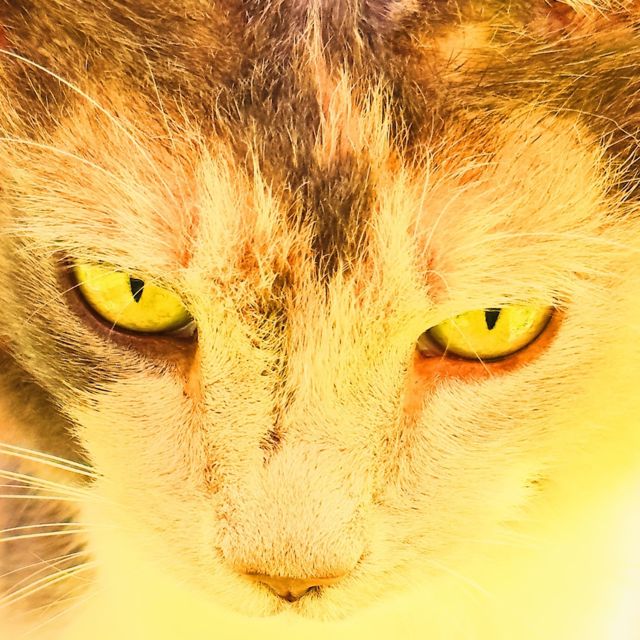 Moors - 'ALLNIGHT' [Ringtone]