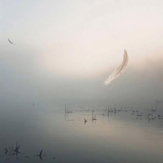 Dariya - 'A Soft Becoming' [Ringtone]