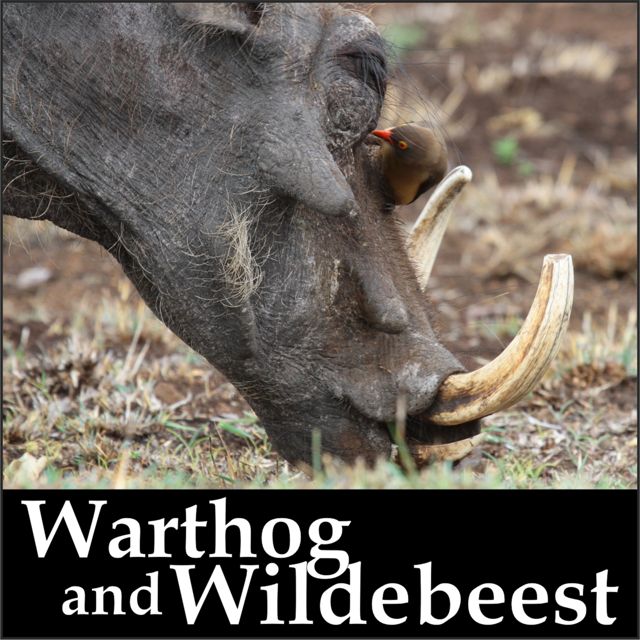 Fos4is - 'Warthog and Wildebeest' [Ringtone]
